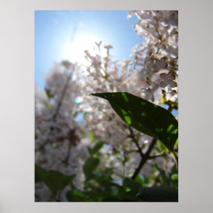 Póster Lilac