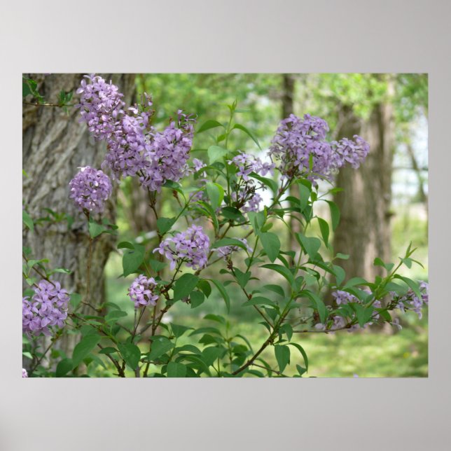 Póster Lilac Beauty (Frente)