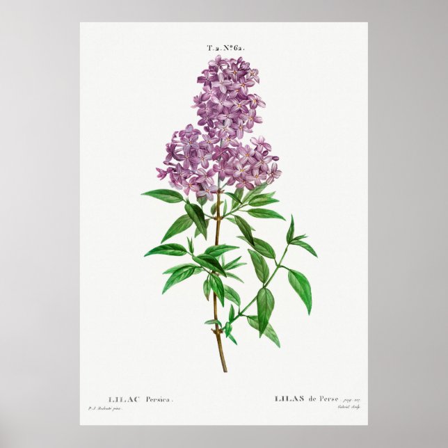 Póster Lilac Botánico (Frente)