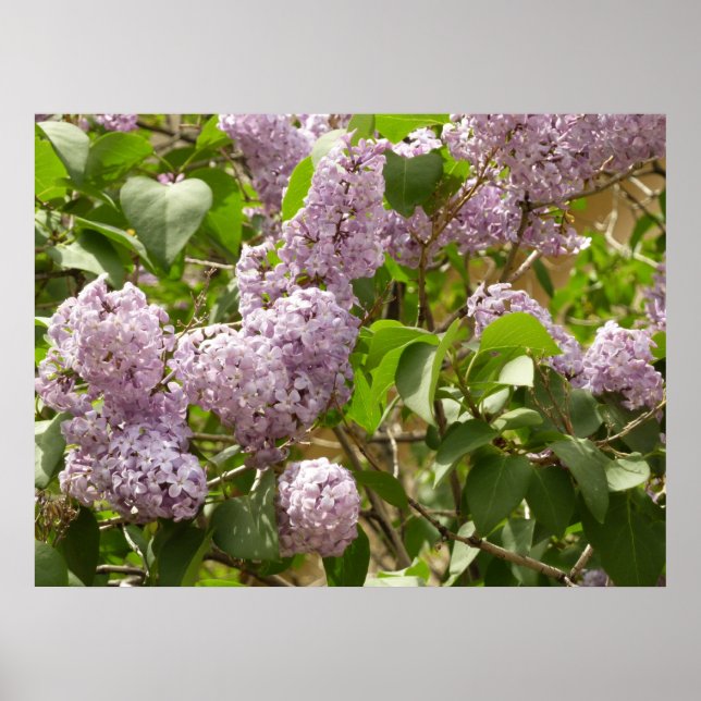 Póster Lilac Bush hermosas flores de primavera morada (Frente)