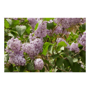 Póster Lilac Bush hermosas flores de primavera morada