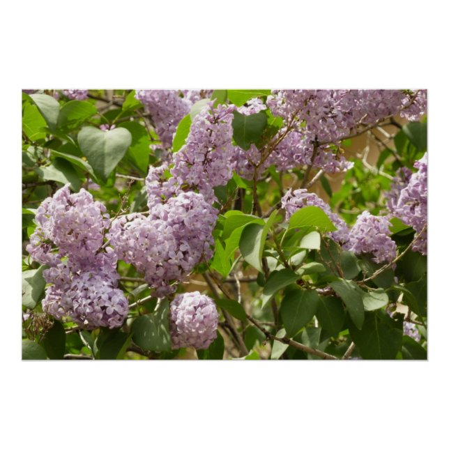 Póster Lilac Bush hermosas flores de primavera morada (Anverso)