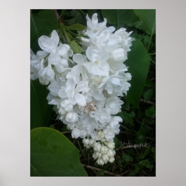 Póster Lilac con forma de corazón (Frente)