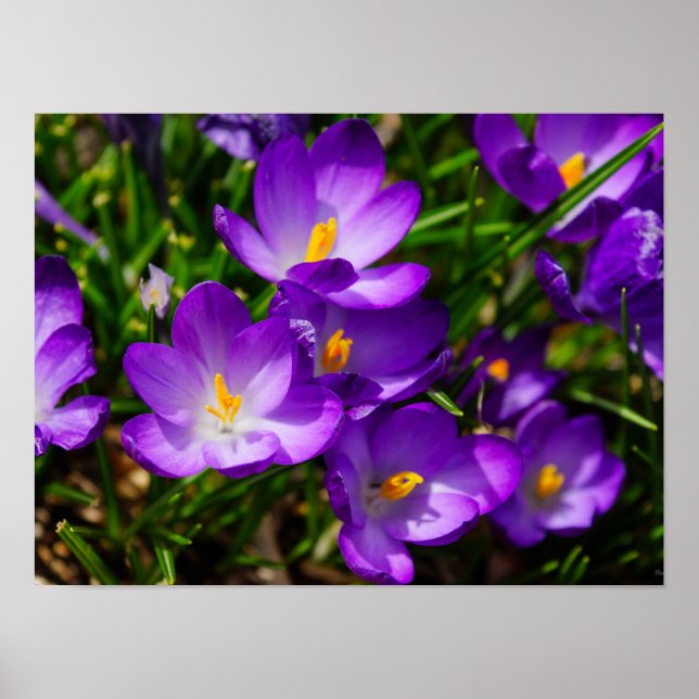 Póster Lilac Crocuses (Frente)