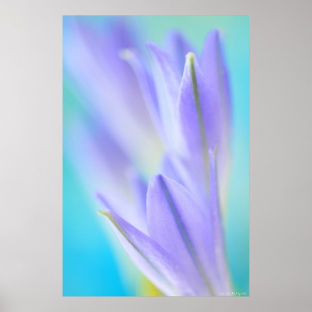 Póster Lilac Flares (Frente)