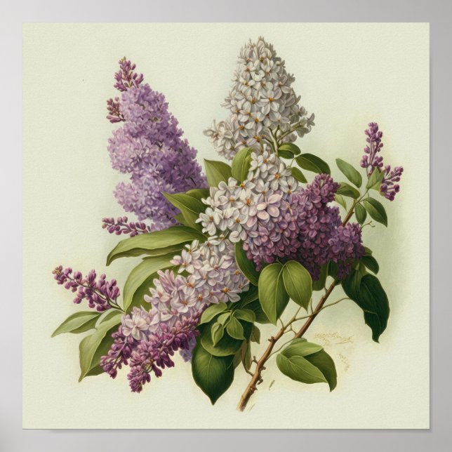 Póster Lilac Flowers Art Print Poster (Frente)