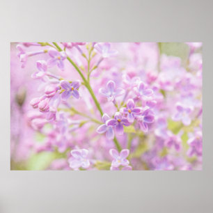Póster Lilac Flowers Mist