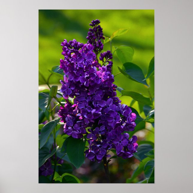 Póster Lilac francés morado (Frente)