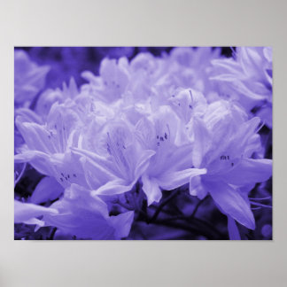 Póster Lilac Lilies Print