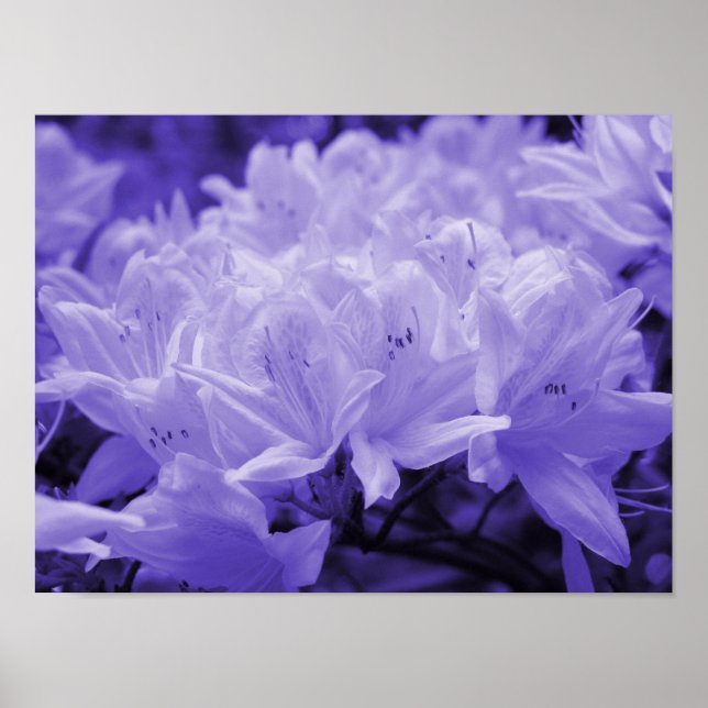 Póster Lilac Lilies Print (Frente)