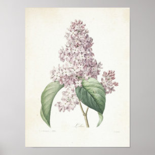 Póster Lilac o Lilas