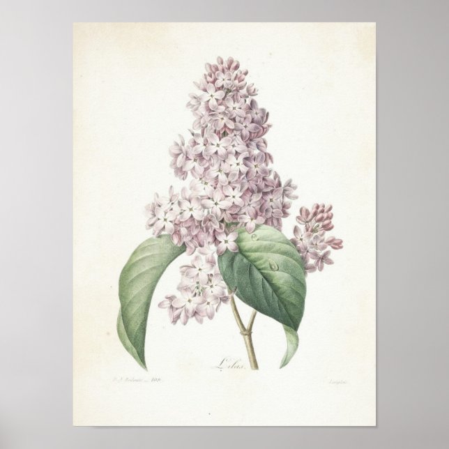 Póster Lilac o Lilas (Frente)