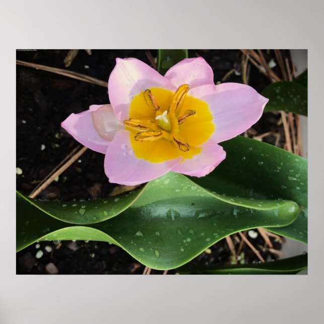 Póster Lilac Wonder Tulip, (Frente)