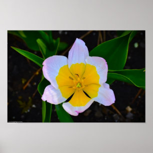 Póster Lilac Wonder Tulip,