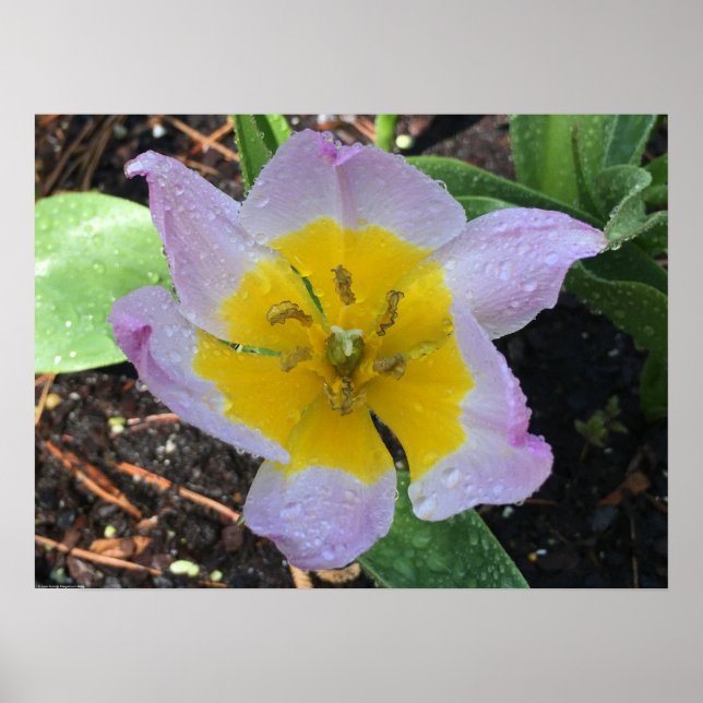 Póster Lilac Wonder Tulip, (Frente)