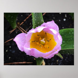 Póster Lilac Wonder Tulip,