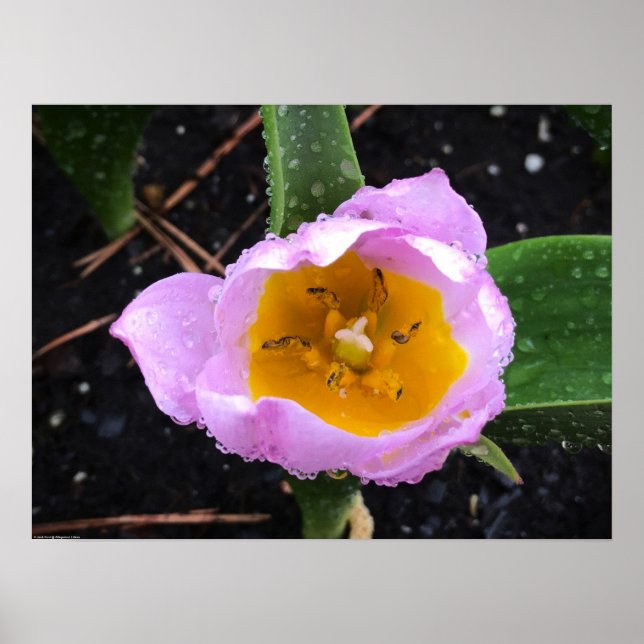 Póster Lilac Wonder Tulip, (Frente)