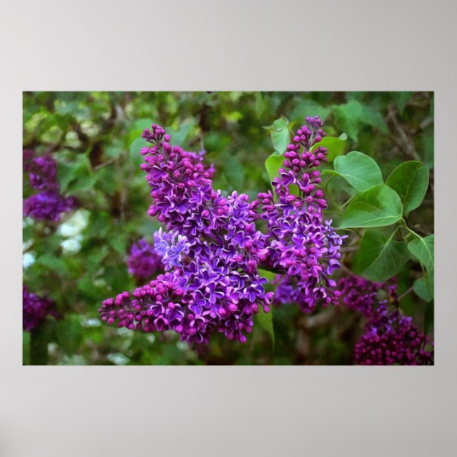 Póster Lilacos morados en un día de primavera (Frente)