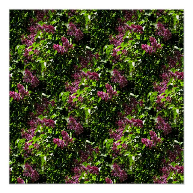 Póster Lilacs..... (Anverso)