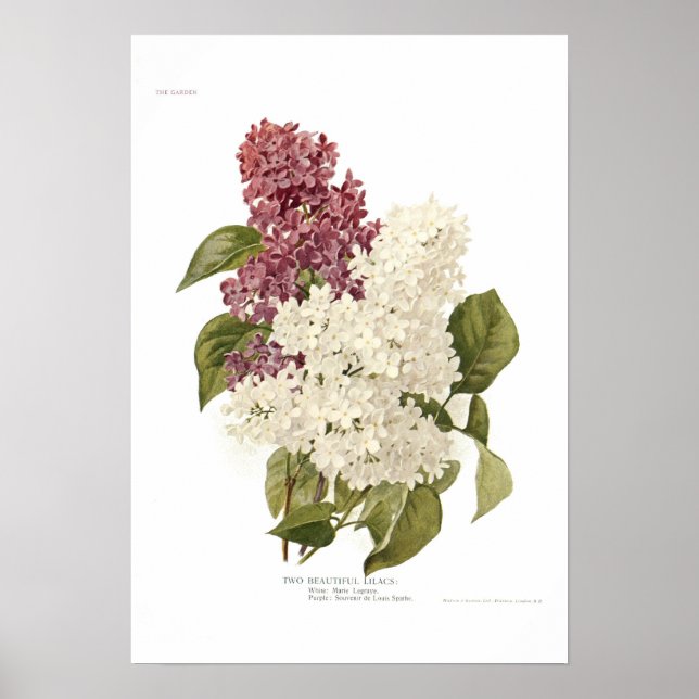 Póster Lilacs (Frente)