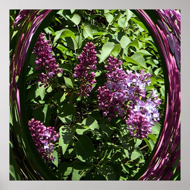 Póster Lilacs... (Frente)