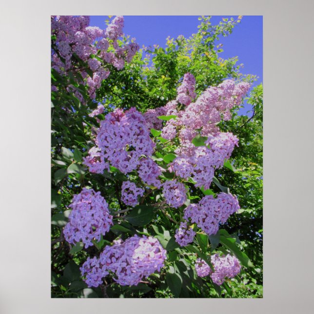 Póster Lilacs (Frente)