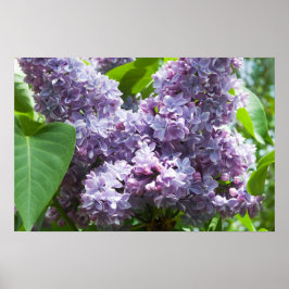Póster Lilacs de Francia