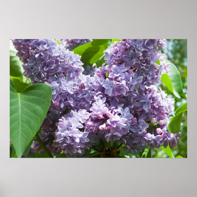 Póster Lilacs de Francia (Frente)