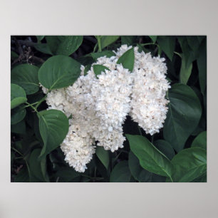 Póster Lilacs de Francia