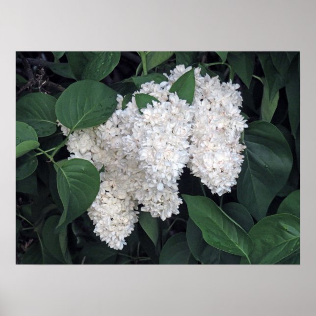 Póster Lilacs de Francia (Frente)