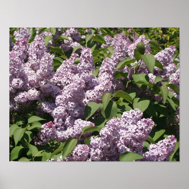 Póster Lilacs en flor en el Lansing Oriental (Frente)