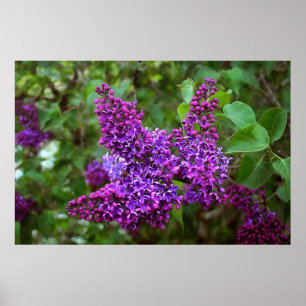 Póster Lilacs morados en el día de primavera