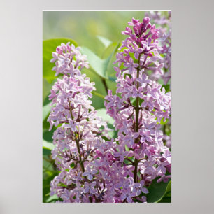 Póster Lilacs P5390 Imprimir