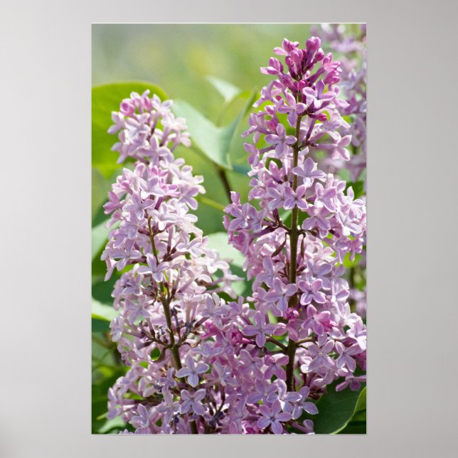 Póster Lilacs P5390 Imprimir (Frente)