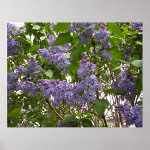 Póster Lilacs Poster