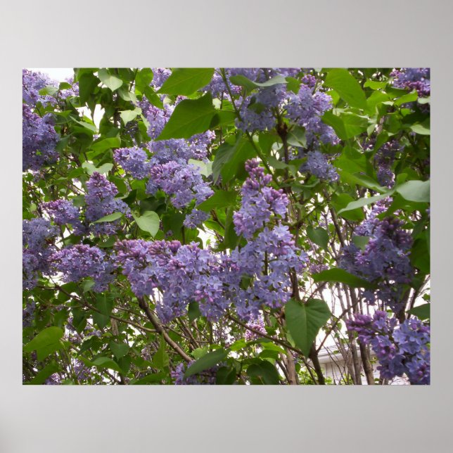 Póster Lilacs Poster (Frente)