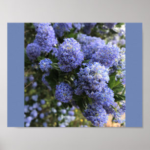 Póster Lilacs silvestres