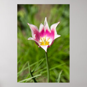 Póster Lilia cutánea con tulipán blanco Foto