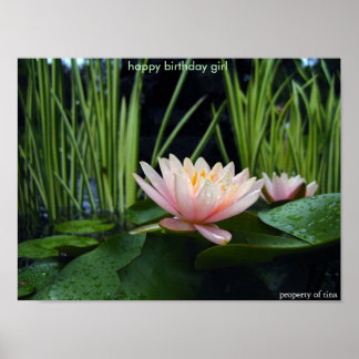 Póster Lilia de agua después de la lluvia