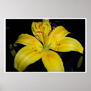 Póster Lilie amarillo grande