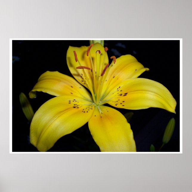 Póster Lilie amarillo grande (Frente)