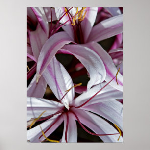 Póster Lilies