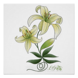 Póster Lilies