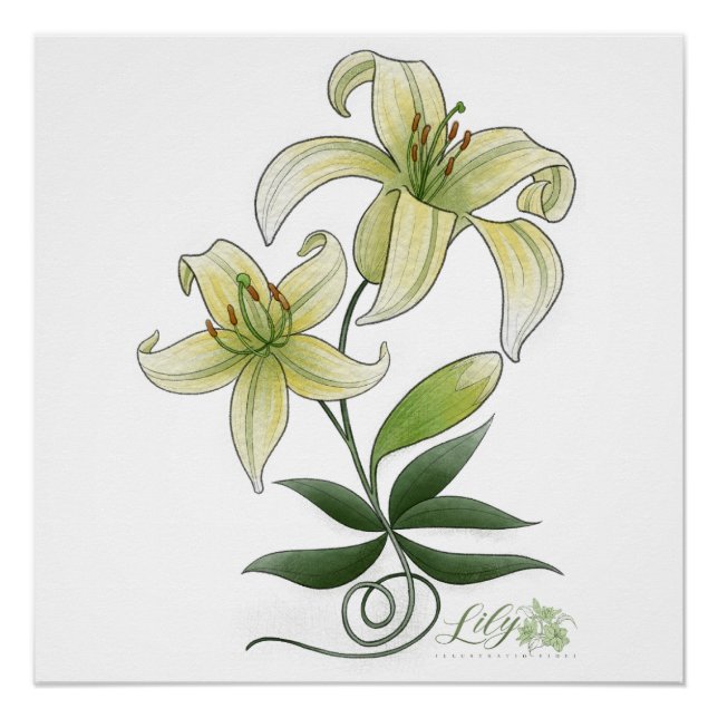 Póster Lilies (Anverso)
