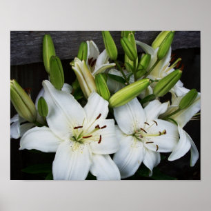 Póster Lilies blancos