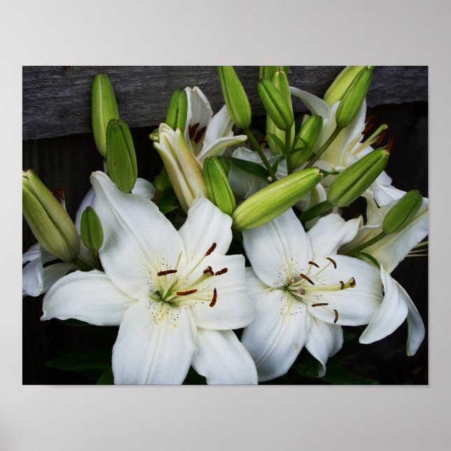 Póster Lilies blancos (Frente)
