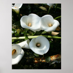 Póster Lilies creciendo en la Plantación Calla Lily, Taiw