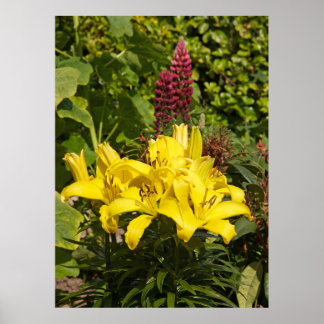 Póster Lilies en el jardín.