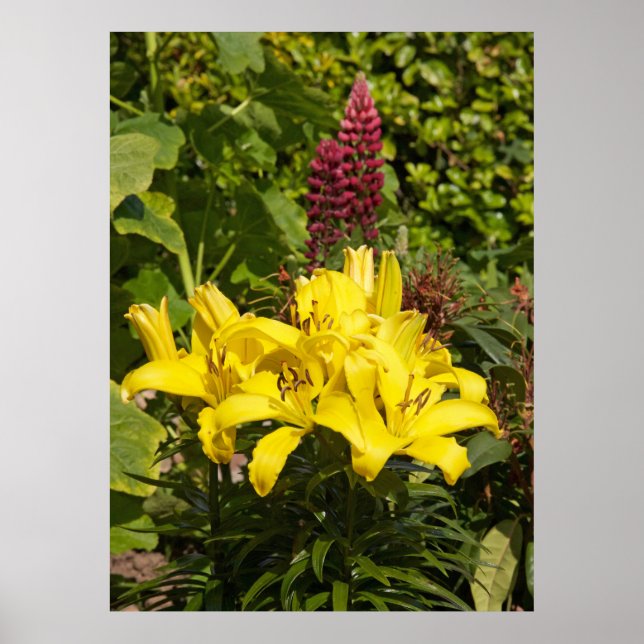 Póster Lilies en el jardín. (Frente)