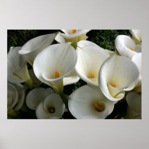 Póster Lilies en la Plantación Calla Lily, Taiwán